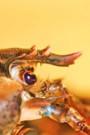 Homarus Gammarus 1